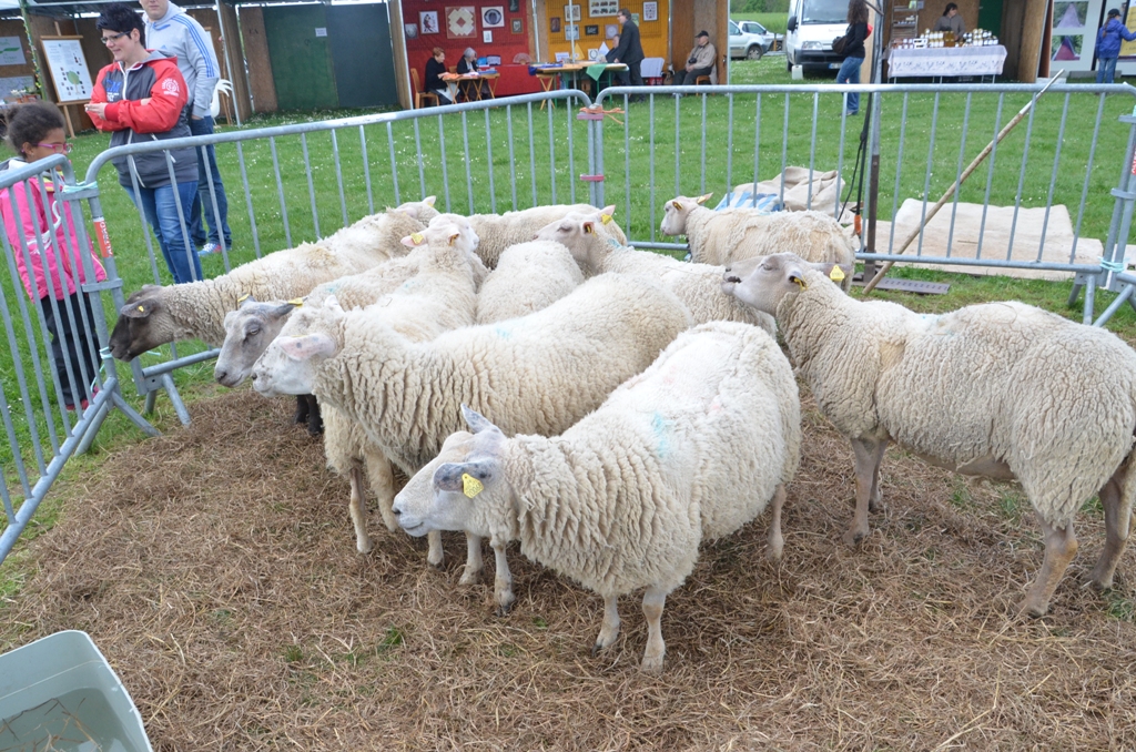 Pentrcôte 2016 moutons