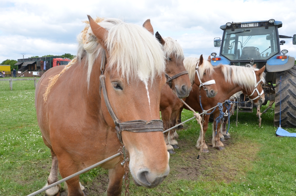 Pentecôte 2016 chevaux