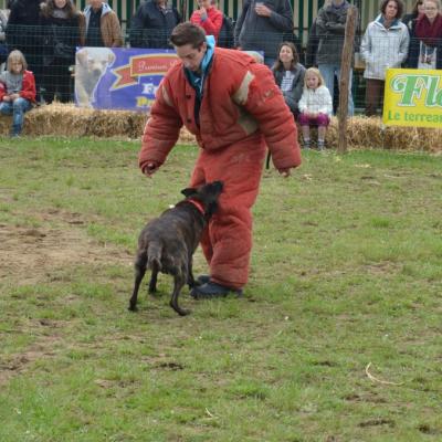 Rencontres animalières 2016