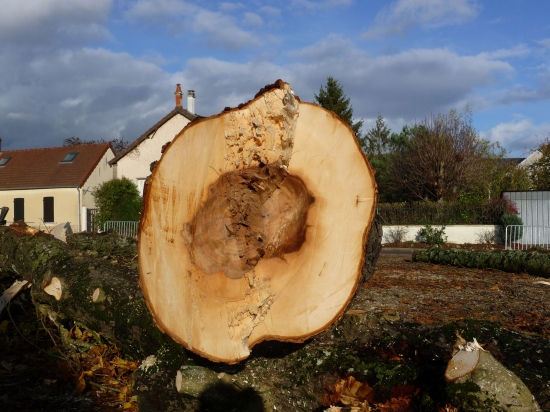 Arbre contaminé