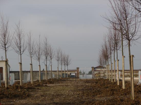 Les arbres de la place