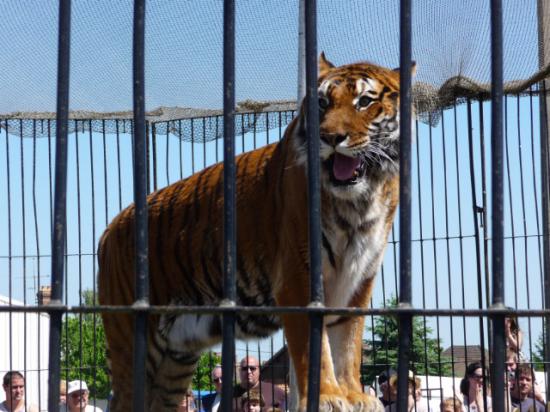 Les tigres de Venoy