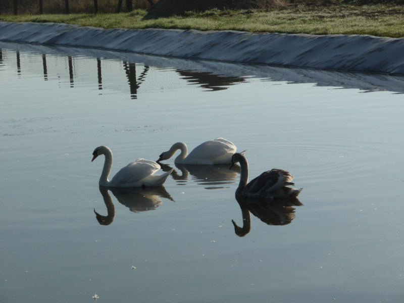 Les cygnes sur la lagune de la station d'épuration