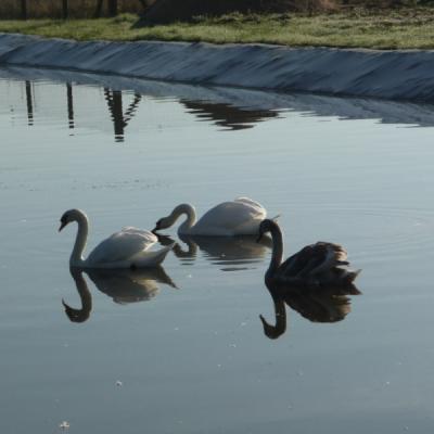 Les cygnes sur la lagune de la station d'épuration