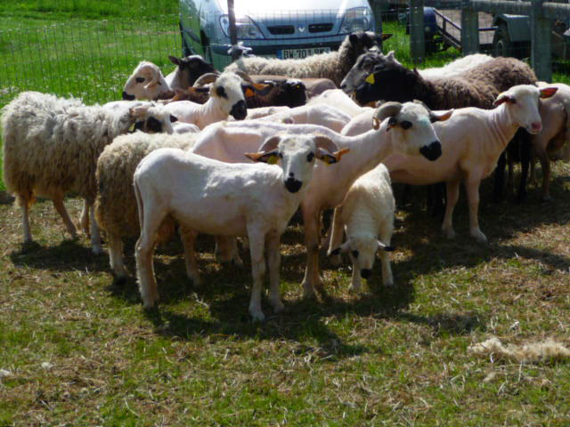 exposition d'animaux de ferme