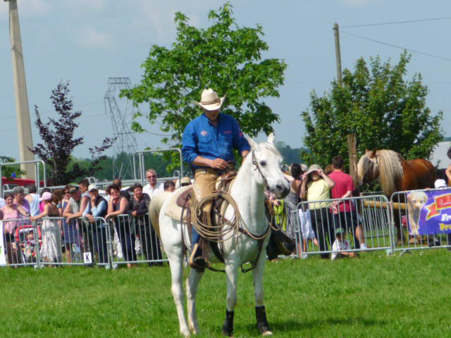 Démonstration de chevaux